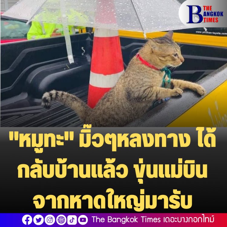 "หมูทะ" มิ๊วมิ๊วหลงมากรุงเทพฯ เจ้าของบินลัดฟ้าจากหาดใหญ่มารับกลับบ้าน ชาวเน็ตแห่ยินดี