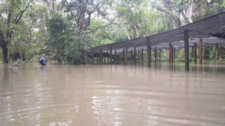 ฝนถล่มสถานีเพาะพันธุ์กล้าไม้ศรีสะเกษ จมบาดาล ต้นไม้โค่นล้มระเนระนาด ขวางถนน ไม่สามารถเข้าออกได้