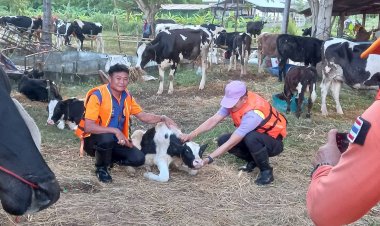 พายุโนรู ทำพิษ อำเภอกันทรารมย์ ศรีสะเกษ น้ำท่วม 4 หมู่บ้านติดเกาะ วัว 270 ตัว ไม่มีที่อยู่