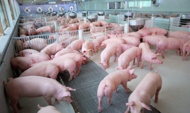เกษตรกรผู้เลี้ยงหมูภาคใต้ตื่นตัวกลับมาเลี้ยงรอบใหม่ แต่ผวา"หมูเถื่อน"เกลื่อนดั๊มราคารายย่อยตาย