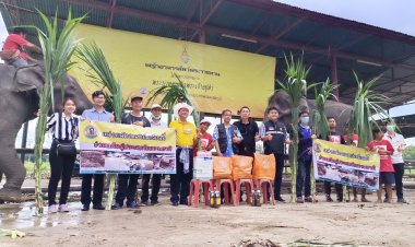 กรมปศุสัตว์   มอบหญ้าให้แก่ช้างอยุธยา  ตามโครงการ “ หญ้าอาหารสัตว์พระราชทาน ”