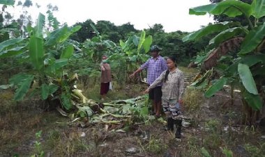 ชาวบ้านกบินทร์บุรีผวาโขลงช้างอ่างฤาไนแม่ลูกอ่อนบุกทำลายสวนกล้วย