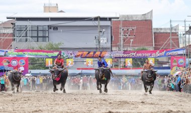 ยิ่งใหญ่อลังการ นักท่องเที่ยวแห่ชม งานประเพณีวิ่งควาย ชลบุรี ครั้งที่ 151