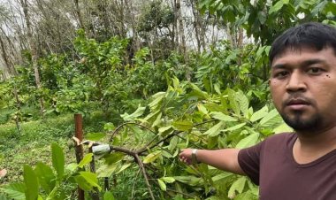 ชาวนราธิวาสร้องจนท.เร่งติดตามจับกุมคนร้ายลอบตัดต้นไม้ผลเสียหายหนัก