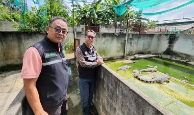 ประมงพิจิตรผวาน้ำท่วมออกตรวจนับจระเข้สยบข่าวลือ