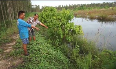 หนีตายระทึก! ผลพวงน้ำท่วม 2 สาวลุยน้ำเก็บฝรั่งเจอจระเข้ตกใจสุดขีดต้องนอนซมไข้ 2 วัน