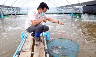 นักวิชาการซีพีเอฟ ชู “โปรไบโอติก” นวัตกรรมการเลี้ยงกุ้งปลอดภัย ปลอดโรค ปลอดสาร