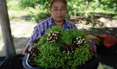 ปลูกสะเดามัน ทำให้ออกก่อนฤดูขายดี กก.ละ150 ไม่พอขายต้องเกณฑ์แรงงานเพื่อนบ้านมาช่วยเก็บผลผลิต