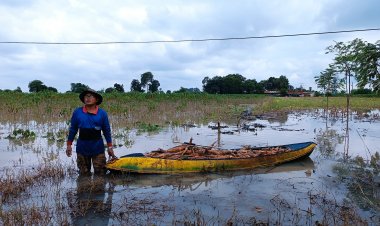 ชาวไร่มันเศร้าฝนเทน้ำท่วมไร่มันพังกว่าหมื่นไร่ขาดทุนยับแม้รัฐชดเชยไร่ละ 1,980 บาท
