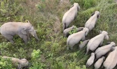 หาดูยาก!โขลงช้างป่าเขาอ่างฤาไนพาเหรดยกขบวนพาลูกหลานข้ามฝั่งมาหากินปราจีนบุรี