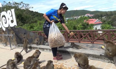 ครอบครัว "หมัดอาดัม”ทำบุญวันเกิดด้วยการซื้อข้าวโพดถั่วและกล้วยเลี้ยงฝูงลิงแสมบนเขาน้อยทั้งเขา