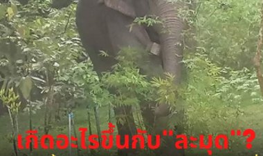 เกิดอะไรขึ้นกับ "สีดอละมุด"?  ช้างป่าจอมป่วน  ที่ไม่เคยได้รับการยอมรับจากคนและโขลงช้างด้วยกัน