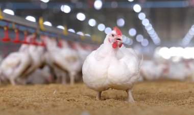 ซีพีเอฟ เดินหน้าใช้ “โปรไบโอติก” เสริมสุขภาพไก่แข็งแรง ไม่ใช้ยาปฏิชีวนะ สอดคล้องหลักสวัสดิภาพสัตว์