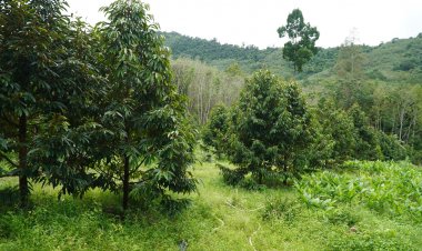 เกษตกรพัทลุงเดือดร้อนหนัก!ไอ้โม่ทิ้งจม.เรียกค่าคุ้มครอง 7 วันไม่จ่ายโค่นทิ้งต้นทุนเรียนยกสวน