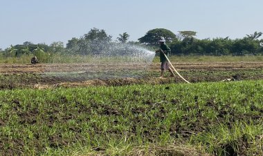 น้ำท่วมลด!เกษตรกรโคราชสบโอกาสลุยปลุกผักหวังคืนทุนหลังพื้นที่เพาะปลูกเสียหายหนัก