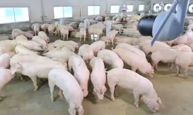 CPF ชู "ฟาร์มอัจฉริยะ" ยกระดับสวัสดิภาพสัตว์ และเพิ่มความเชื่อมั่นในความปลอดภัยอาหาร