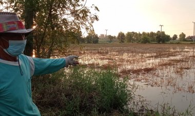 ชาวนาโคราชระทม!หมดอาลัยข้าวกำลังออกรวงถูกน้ำท่วมเสียหายทั้งหมด  วอนรัฐเร่งเยียวยา