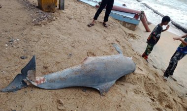 ชาวปัตตานีพบโลมาหลังโหนกตายบริเวณชายฝั่งหาดตะโล๊ะกาโปร์มีบาดแผลที่บริเวณหางและท้อง