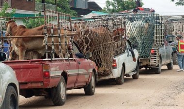 โคเมียนมา-ลาว ตีตลาดไทยฉุดราคาลดลงเหลือ 95-90 บาทจาก 100 บาทต่อกก.