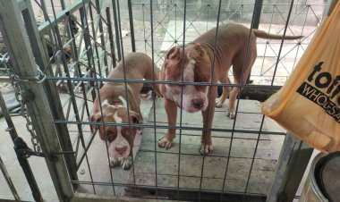 คนแห่ขอ พิตบูล ไปชุบเลี้ยง หลังขย้ำเจ้าของดับสลด-แนะเลี้ยงต้องดูแลอย่าใกล้ชิด