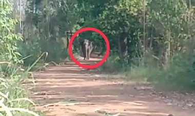 ชาวนาช้ำหนักโขลงช้างป่ามากกว่า 100 ตัวแปดริ้ว หิวโซบุกกิน-ย่ำนาข้าว จ.ปราจีนฯ   2 คืนติด