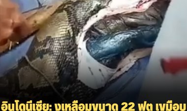 อินโดนีเซีย: งูเหลือมขนาด 22 ฟุต เขมือบคุณป้าวัย 54 ขณะออกไปเก็บยางในป่า