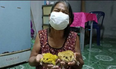 ยายเลี้ยงกบสีทองสองพี่น้องเป็นเพื่อน