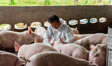 ปัจจัยหนุนเกษตรกรเพิ่มผลผลิต “หมู”