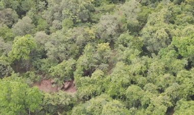 ช้างป่าทับลาน รวมโขลงกว่า 50 ตัว จ่อบุกแปลงเกษตรครบุรีอีกรอบแล้ว