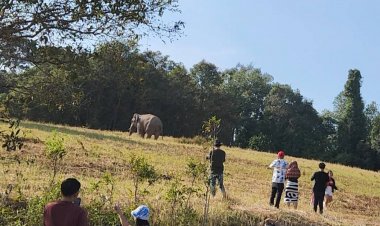 อุทยานฯเขาใหญ่แจงพลายไทเกอร์วิ่งไล่ทำร้ายช่างภาพเพราะตกมัน-เตือนนทท.ห้ามเข้าใกล้เด็ดขาด