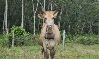 เกษตรกรเดือดร้อน "วัวติดเชื้อโรคพิษสุนัขบ้า" ล้มตายปแล้ว 8-9 สูญค่านับแสนบาท ประกาศตำน้ำน้อยพื้นที่ "สีแดง" ห้ามเคลื่อนย้าย