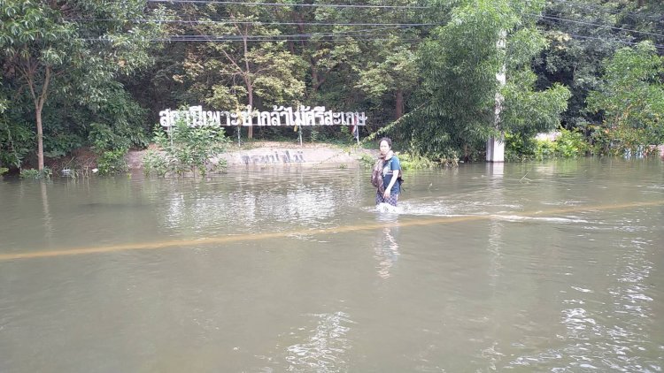 สถานีเพาะชำกล้าไม้ศรีสะเกษ น้ำเริ่มลดลงเล็กน้อยแต่ยังมีค่าความสูงเฉลี่ย