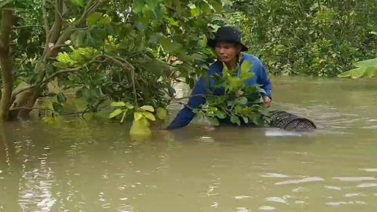 เกษตรกรศรีสะเกษ ทุกข์ตรม.!! ปีกลายนาล่ม ปีนี้นาข้าว,พืชสวน,พืชไร่จมน้ำเสียหายย่อยยับ