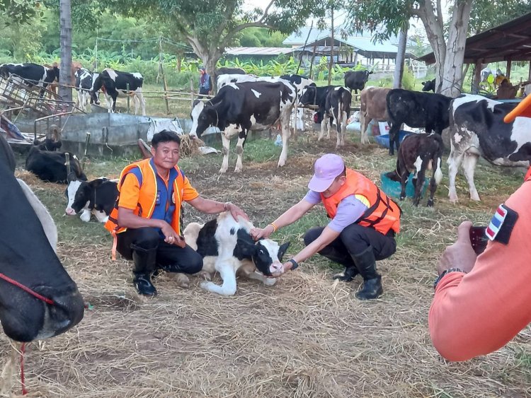 พายุโนรู ทำพิษ อำเภอกันทรารมย์ ศรีสะเกษ น้ำท่วม 4 หมู่บ้านติดเกาะ วัว 270 ตัว ไม่มีที่อยู่