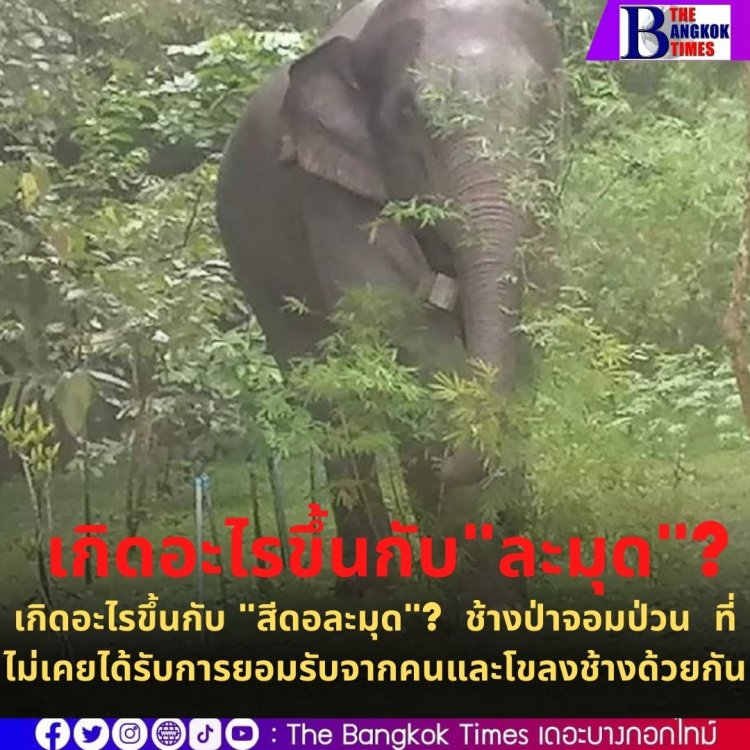 เกิดอะไรขึ้นกับ "สีดอละมุด"?  ช้างป่าจอมป่วน  ที่ไม่เคยได้รับการยอมรับจากคนและโขลงช้างด้วยกัน