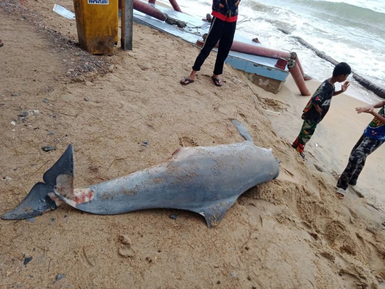 ชาวปัตตานีพบโลมาหลังโหนกตายบริเวณชายฝั่งหาดตะโล๊ะกาโปร์มีบาดแผลที่บริเวณหางและท้อง