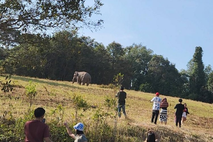 อุทยานฯเขาใหญ่แจงพลายไทเกอร์วิ่งไล่ทำร้ายช่างภาพเพราะตกมัน-เตือนนทท.ห้ามเข้าใกล้เด็ดขาด