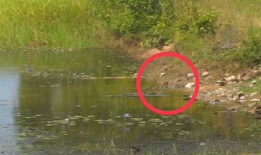 น้องเข้โผล่ขึ้นมากินปลาให้เห็นจะๆ ยาว 2 เมตรอยู่ในทุ่งนาข้างบ้านเรือนชาวปราจีนบุรี