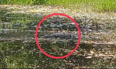 ชาวกบินทร์บุรีผวาจระเข้ยาวเกือบ 2 เมตรโผล่นอนผึ่งแดด-อ้าปากหราโชว์!ในนาข้าว