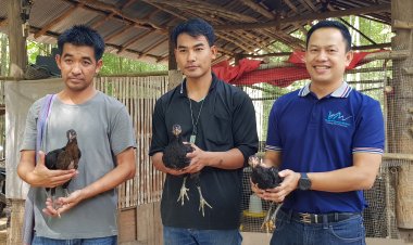 น่านหนุนเกษตรกรสร้างอาชีพจากไก่ประดู่หางดำ สู่วัฒนธรรมอาหารสากลด้วย Nan gastronomy