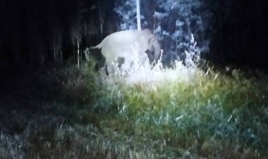 ภัยหนาว-แล้งมาเยือนชาวนาผวหนัก!โขลงช้างทับลานย่องกินข้าวเปลือกต้องจุดประทัดไล่