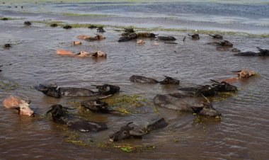 FAO ประกาศให้ "ควายทะเลน้อย" จ.พัทลุง เป็นมรดกโลกทางเกษตรแห่งแรกของไทย