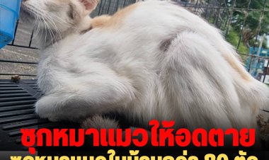 สุดสะเทือนใจ! หญิงซุกหมาแมวไว้ในบ้านกว่า 80 ตัวปล่อยให้อดตาย ผงะ ซุกซากศพหมาแมวในตู้เย็น
