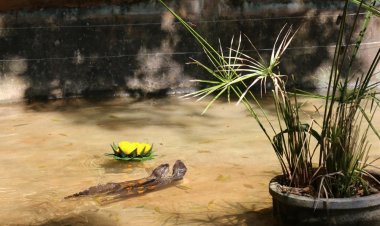 สวนสัตว์โคราช ต้อนรับเทศกาลลอยกระทง  จัดเมนูสุดโปรดใส่กระทง  เสิร์ฟนากเล็กเล็บสั้น สืบสานประเพณี