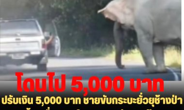 ปรับเงิน 5,000 บาท ชายขับกระบะยั่วยุช้างป่า เบิ้ลเครื่องยนต์ เปิดประตูถ่ายรูปช้าง  อ้างถ่ายไปอวดลูก