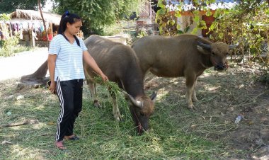 สาวโพสต์คลิปขายเจ้าทุย-เจ้าทอง (ควาย)วอนคนชอบควายช่วยซื้อ 60,000 บาท