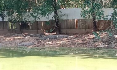 คลายทุกข์ชาวบ้าน! จับผู้เลี้ยงจระเข้น้ำจืดจระเข้น้ำเค็มรวมกว่า160ตัว