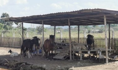 ปปส.ภาค 5 ยึดฟาร์มเลี้ยงสัตว์จากคดียาเสพติด ขายทอดตลาด รวมมูลค่า 1.25 ล้านบาท