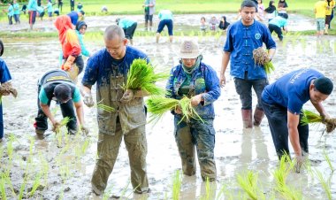 ฉก.นราธิวาสวางปืนผนึกองค์กรภาคประชาชนลงแขกดำนาปลูกข้าวสืบสานวิถีพหุวัฒนธรรม