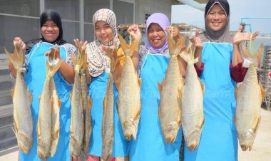 ชาวตากใบสุดปลื้ม! “ปลากุเลาเค็มตากใบ”กลายเป็น Soft Power ในเวทีเอเปค 2022